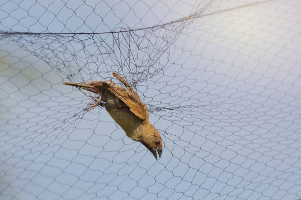 istock Farmers tend to trap birds eat rice 1006070552