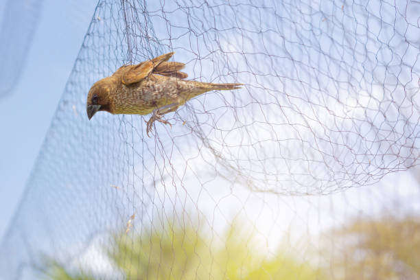 istock Farmers tend to trap birds eat rice 1006070588