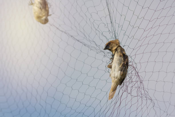 istock Farmers tend to trap birds eat rice 1006070628