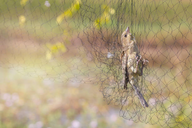 istock Farmers tend to trap birds eat rice 1006070694