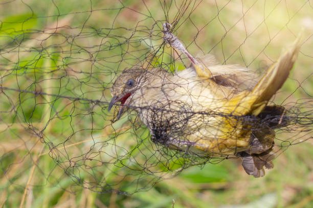istock Farmers tend to trap birds eat rice 1006070698