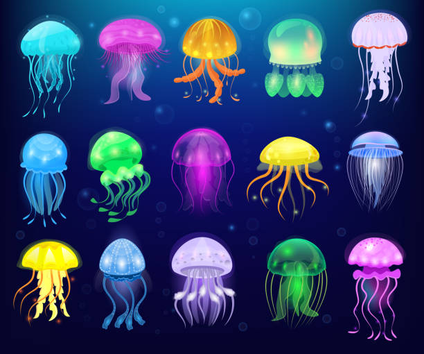 vektor-meer quallen quallen oder meer-gelee und unterwasser brennnessel-fisch oder medusen abbildung von exotischen geleeartiger leuchtende medusa oder fischen im meer auf hintergrund isoliert - jellyfish translucent sea glowing stock-grafiken, -clipart, -cartoons und -symbole