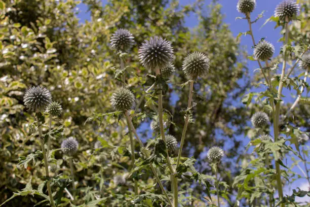 Echinops Bannaticus, also know as globethistles, taken from below. Green leaves and blue sky on a clear day.