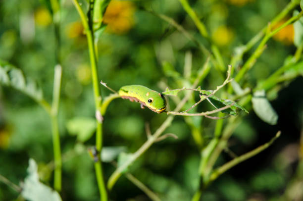 Caterpillar of yellow coster butterfly ( Acraea issoria ) resting on host plant leaf