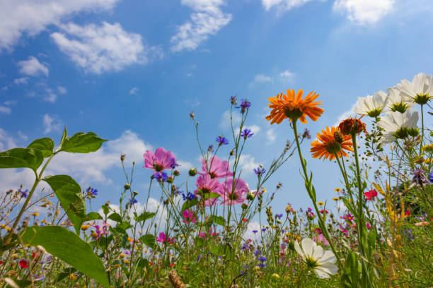 istock multi colorful flowers in meadow at sunshine summer day 1006077844