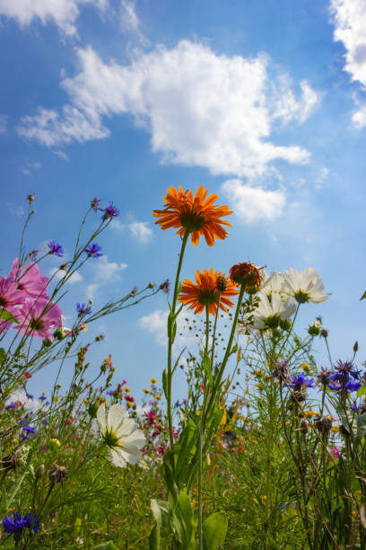 istock multi colorful flowers in meadow at sunshine summer day 1006077856