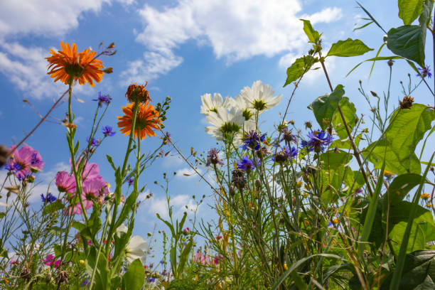 istock multi colorful flowers in meadow at sunshine summer day 1006077874