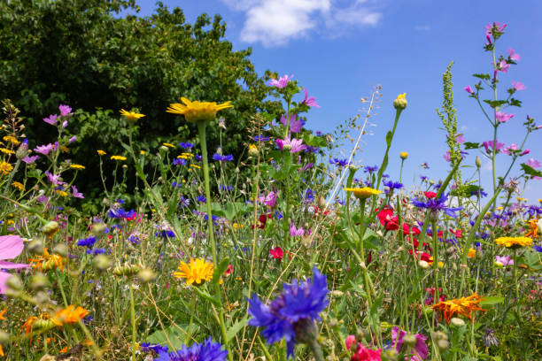 istock multi colorful flowers in meadow at sunshine summer day 1006077894