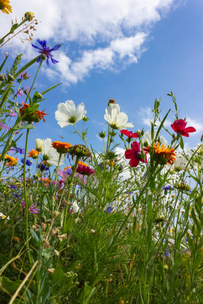 istock multi colorful flowers in meadow at sunshine summer day 1006077896