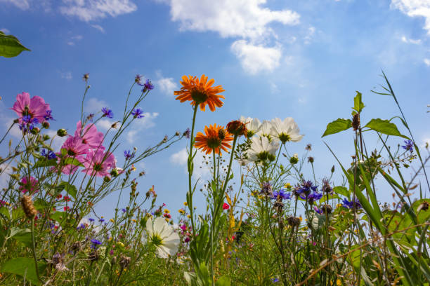 istock multi colorful flowers in meadow at sunshine summer day 1006077920