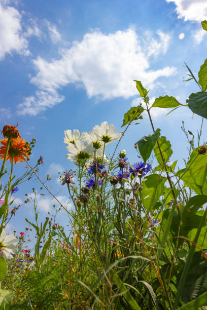 istock multi colorful flowers in meadow at sunshine summer day 1006077928