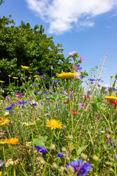 istock multi colorful flowers in meadow at sunshine summer day 1006077940