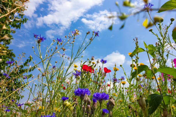 istock multi colorful flowers in meadow at sunshine summer day 1006078020