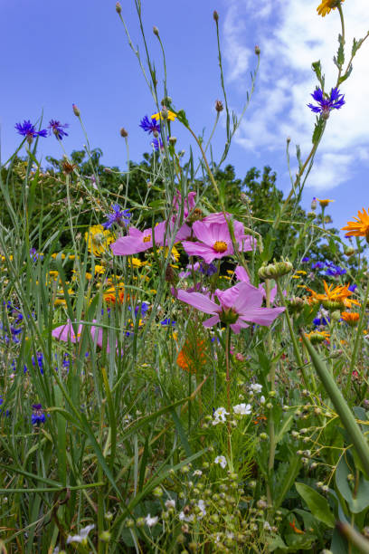 istock multi colorful flowers in meadow at sunshine summer day 1006078034