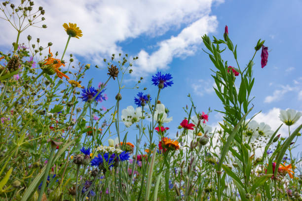 istock multi colorful flowers in meadow at sunshine summer day 1006078046