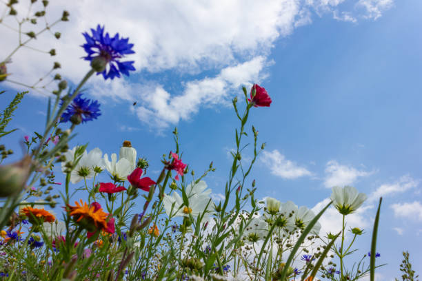 istock multi colorful flowers in meadow at sunshine summer day 1006078062