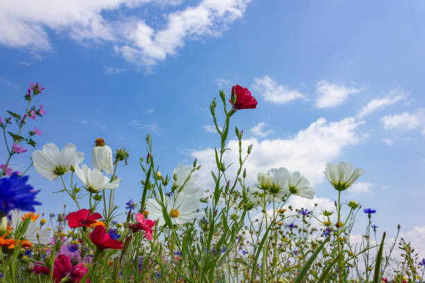 istock multi colorful flowers in meadow at sunshine summer day 1006078082