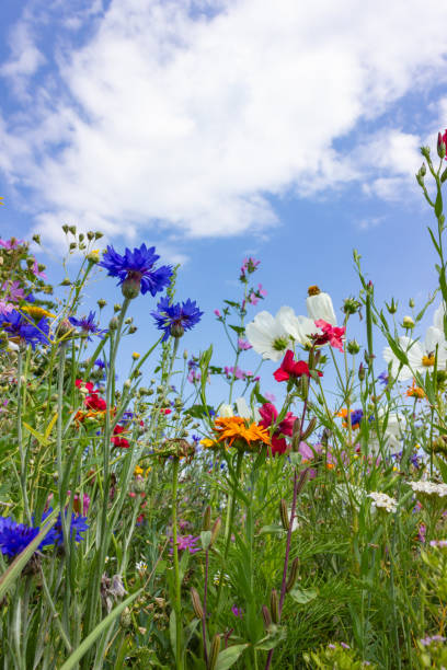 istock multi colorful flowers in meadow at sunshine summer day 1006078088