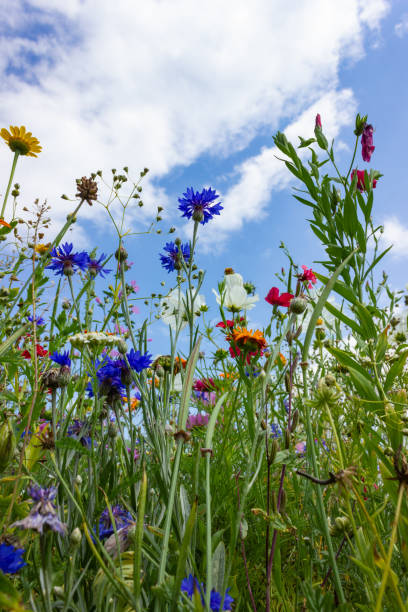 istock multi colorful flowers in meadow at sunshine summer day 1006078110