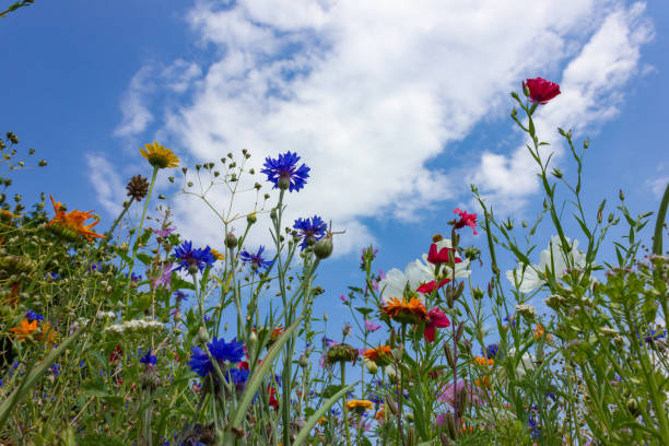 istock multi colorful flowers in meadow at sunshine summer day 1006078112