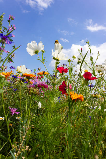 istock multi colorful flowers in meadow at sunshine summer day 1006078130
