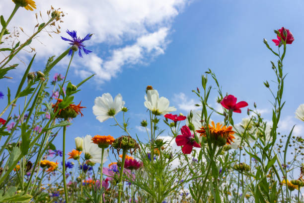 istock multi colorful flowers in meadow at sunshine summer day 1006078132