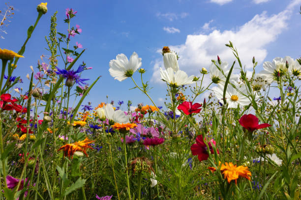 istock multi colorful flowers in meadow at sunshine summer day 1006078144