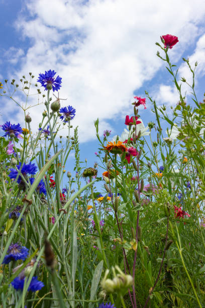 istock multi colorful flowers in meadow at sunshine summer day 1006078148