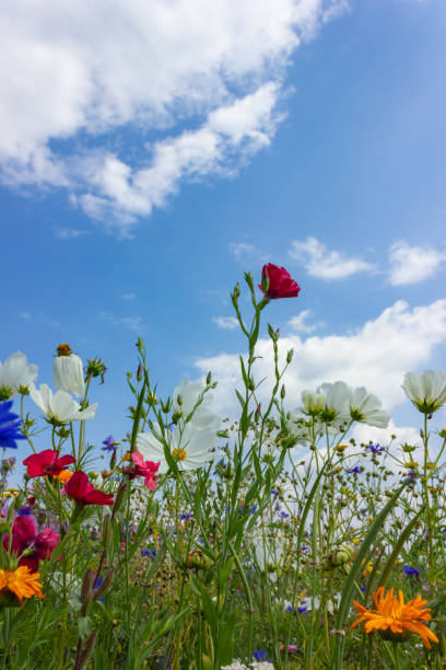istock multi colorful flowers in meadow at sunshine summer day 1006078154