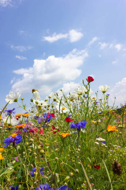 istock multi colorful flowers in meadow at sunshine summer day 1006078166