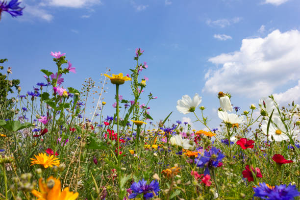 istock multi colorful flowers in meadow at sunshine summer day 1006078194