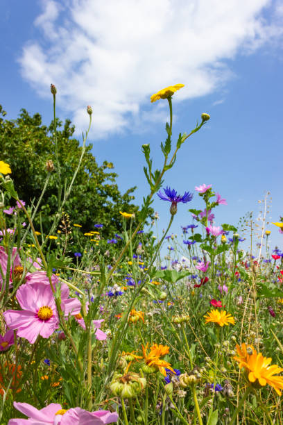 istock multi colorful flowers in meadow at sunshine summer day 1006078208