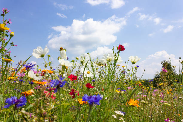 multi colorful flowers in meadow at sunshine summer day in south germany countryside near schwaebisch gmuend city