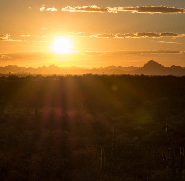 istock Sunset in Saguaro National Park 1006078322