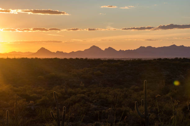 istock Sunset in Saguaro National Park 1006078344