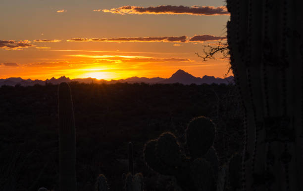 istock Sunset in Saguaro National Park 1006078346