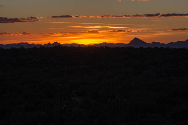 istock Sunset in Saguaro National Park 1006078378