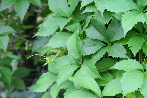 istock Parthenocissus quinquefolia. Virginia creeper 1006078736