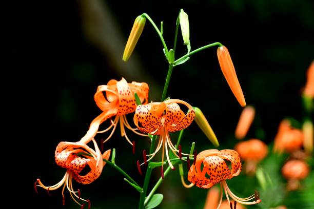 istock Lilium lancifolium / Tiger Lily Flower 1006081294