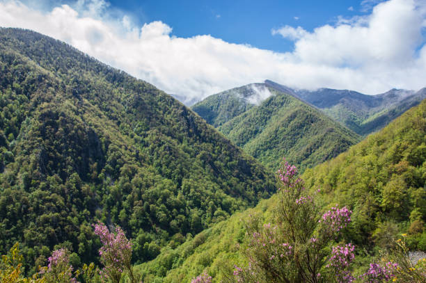 istock Muniellos - Asturias 1006082090