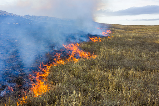 Fire in the steppe. Burning dry grass, emergency.