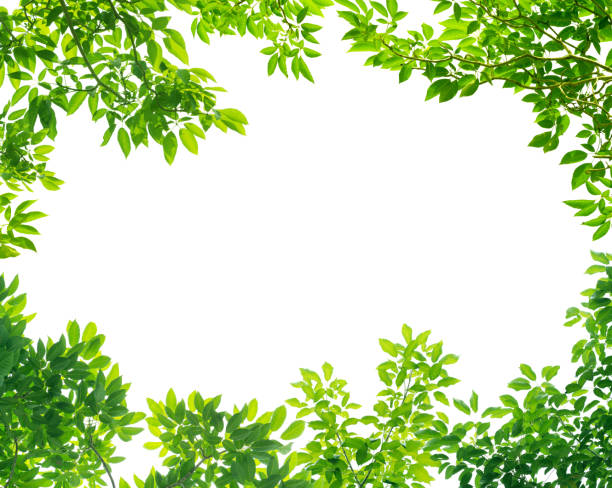istock Frame of Green leaves on white background with center space 1006085476