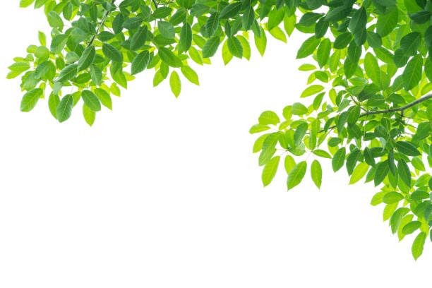 istock Green leaves isolated on white background 1006085682