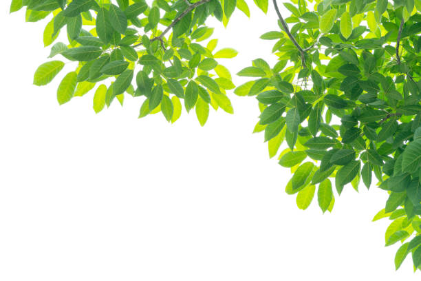 istock Green leaves isolated on white background 1006085766