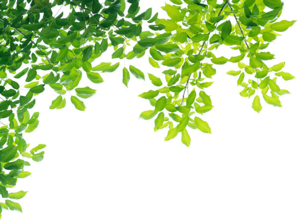 istock Green leaves isolated on white background 1006085844