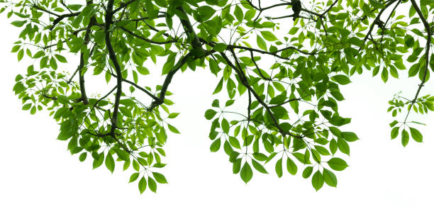 istock Summer branch with fresh green leaves 1006085924