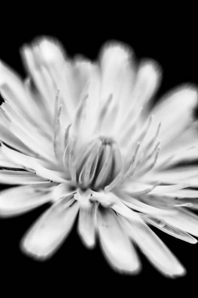 istock Small Lotus flower. Shot from side angle. Black and white image 1006085990