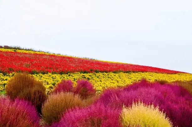 Red, pink and yellow Flowers field in Hokkaido, Japan