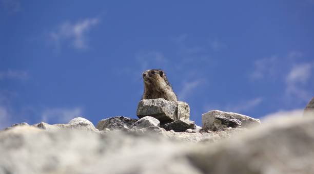 alpine marmot - british columbia glacier national park british columbia wildlife canada stock-fotos und bilder