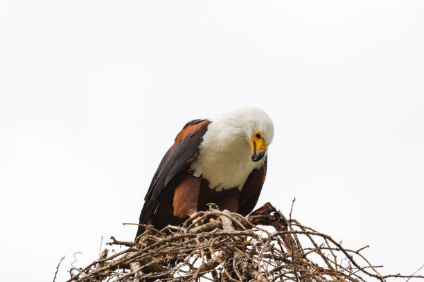 istock Eagle fisherman eats prey. Lake Baringo, Kenya 1006088856